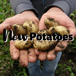 New Potatoes