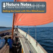 Nature Notes: A Maine Naturalist Afield – Sailing the Maine Coast
