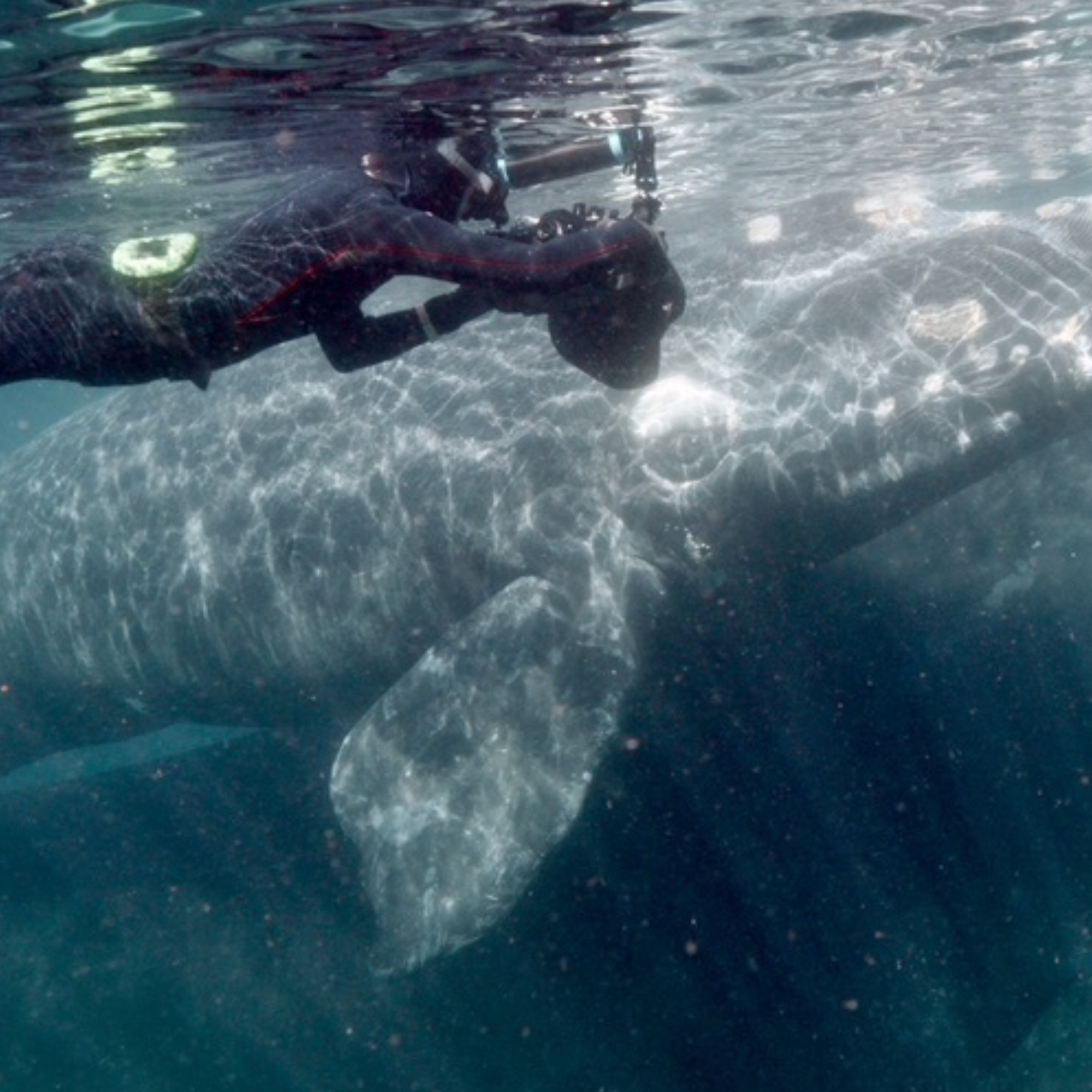 right whale