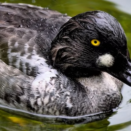 Winter Birding with Belfast Bay Watershed Coalition